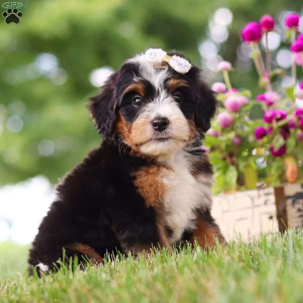 Hey There Delilah, Mini Bernedoodle Puppy